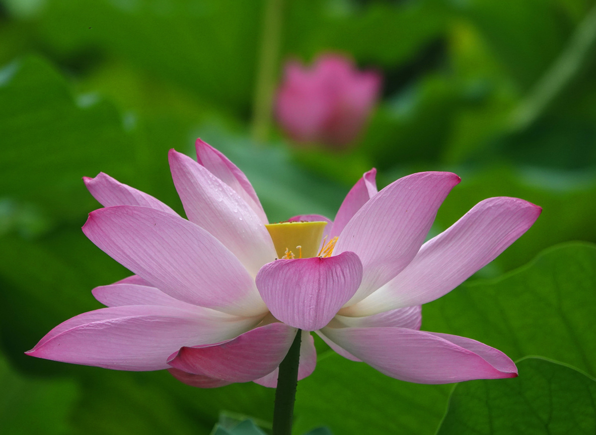 莲花取名：10个优雅四字名字推荐