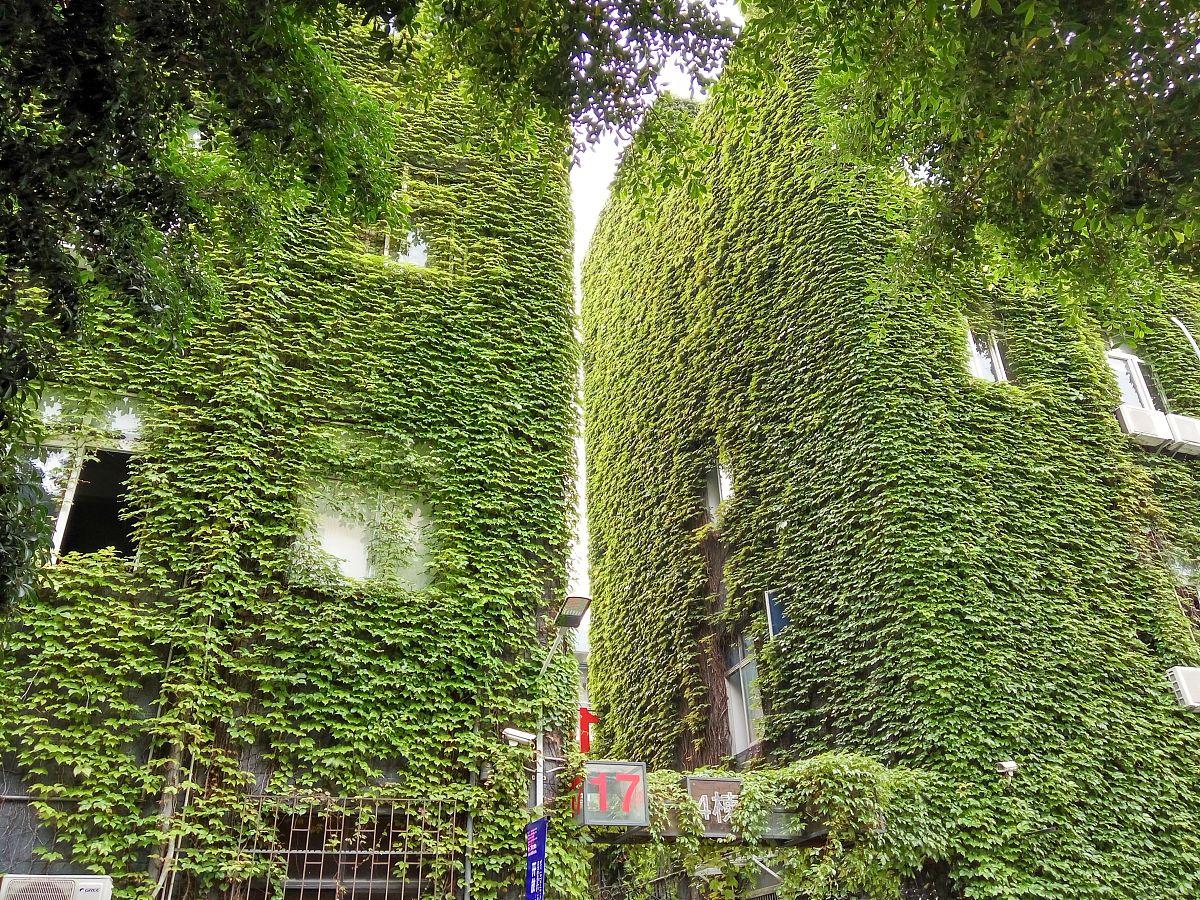 一颗大树长在墙上的文案