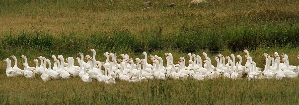 假如我是一只小鸟 写一篇300字小学作文