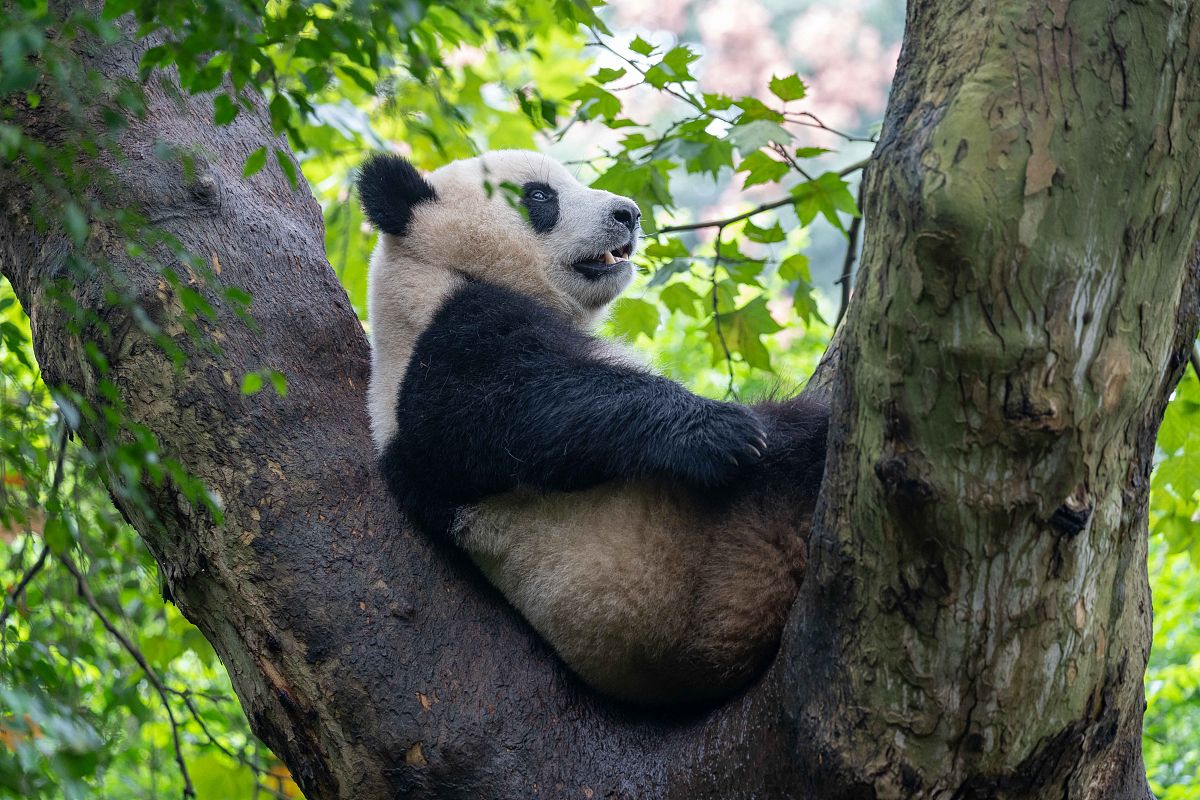 用a panda续写一篇长度为十二句的中国小学3年级的英语短文