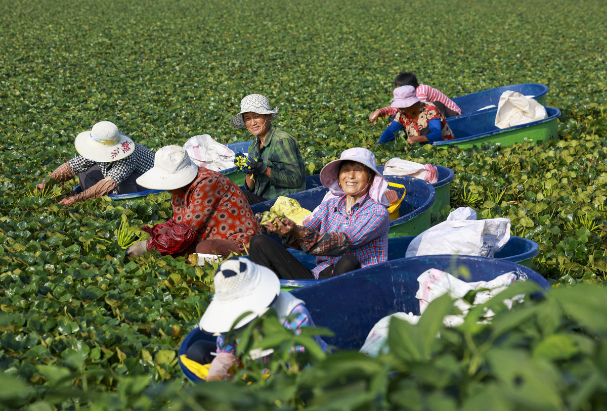 招聘棉花采摘工人 - 经验丰富者优先