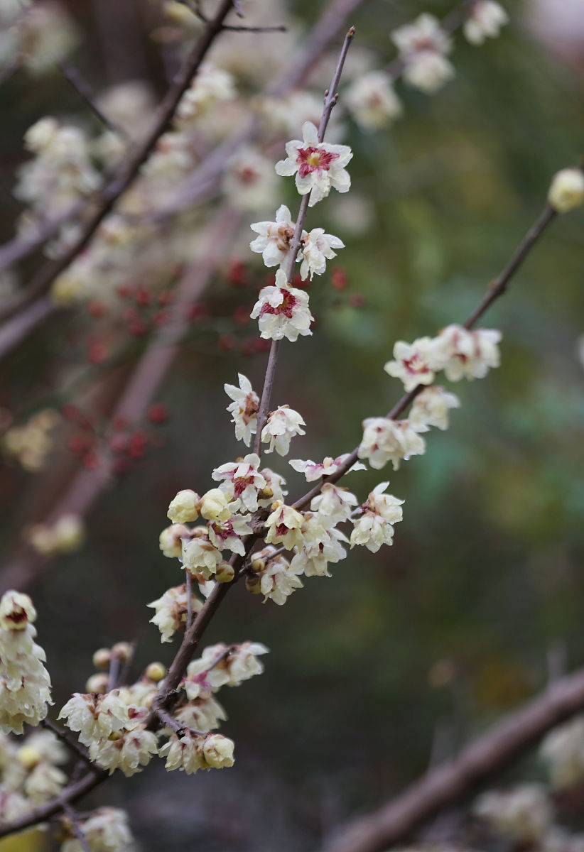 山东水利职业学院报关与国际货运专业涉及哪些课程