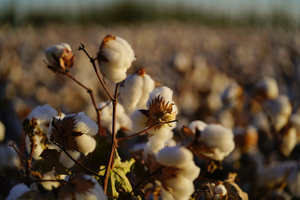 新疆长绒棉纺织产品目标市场选择