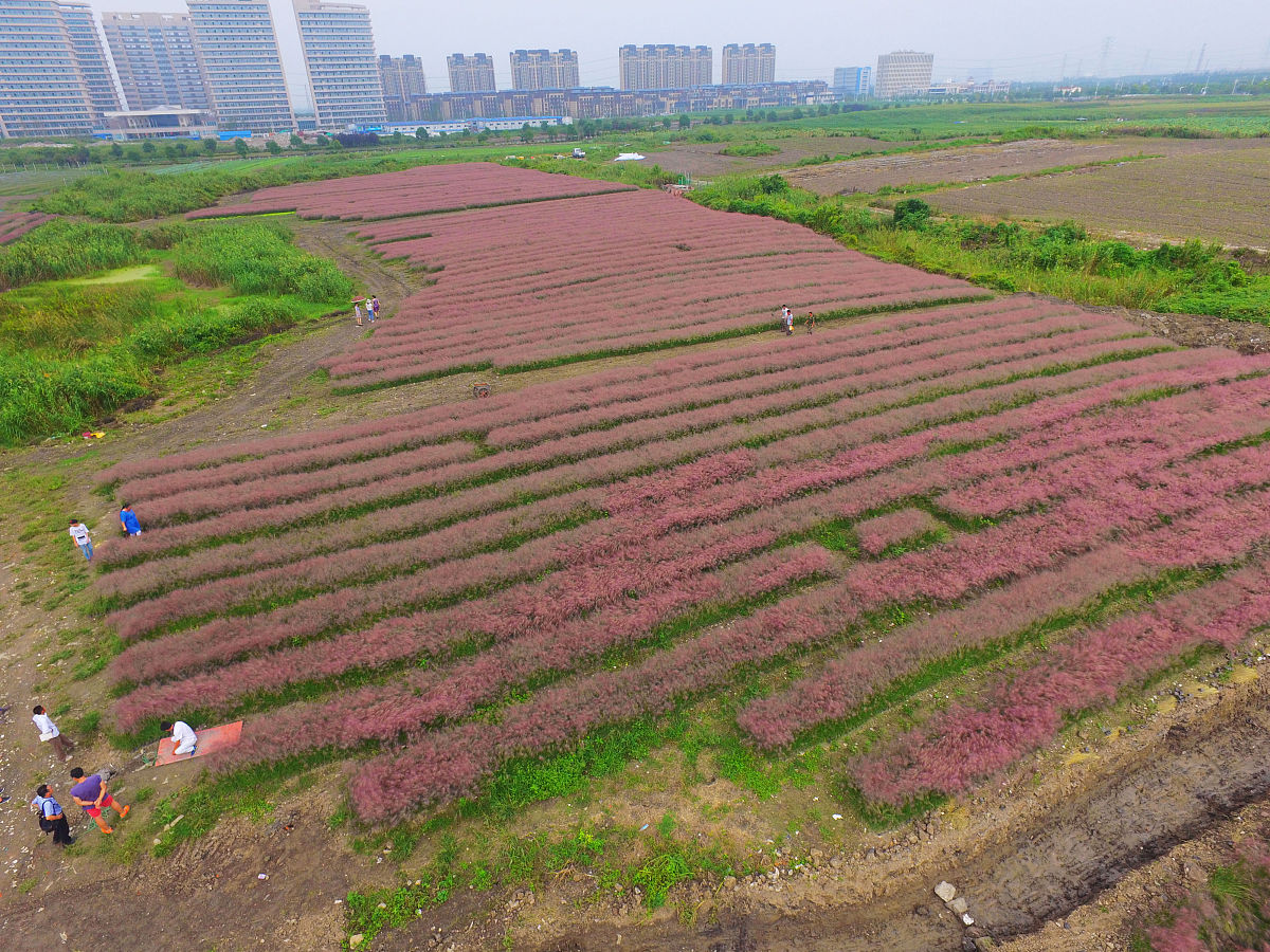 2016年10月01日,上海,大片大片的"网红"粉黛乱子草随风摇曳,甚是好看.