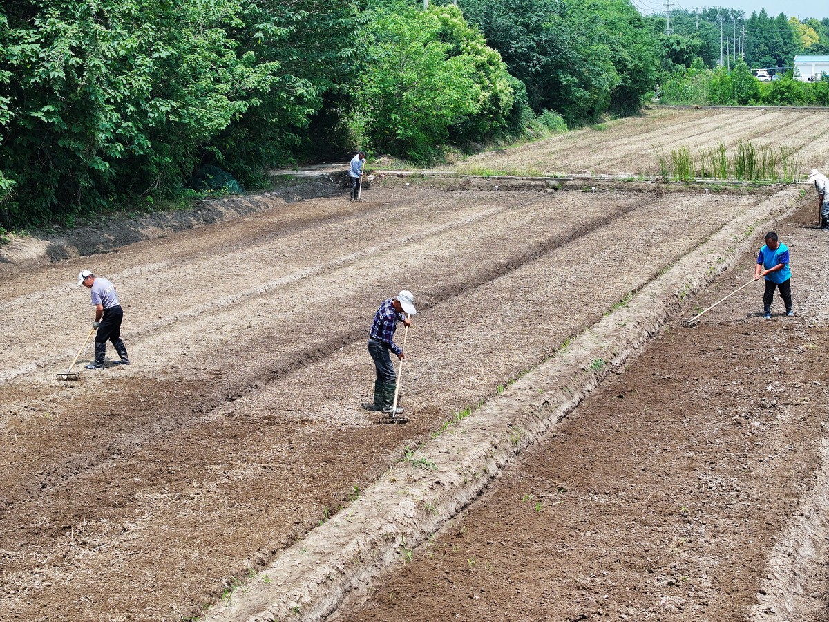 土壤改良施工方案