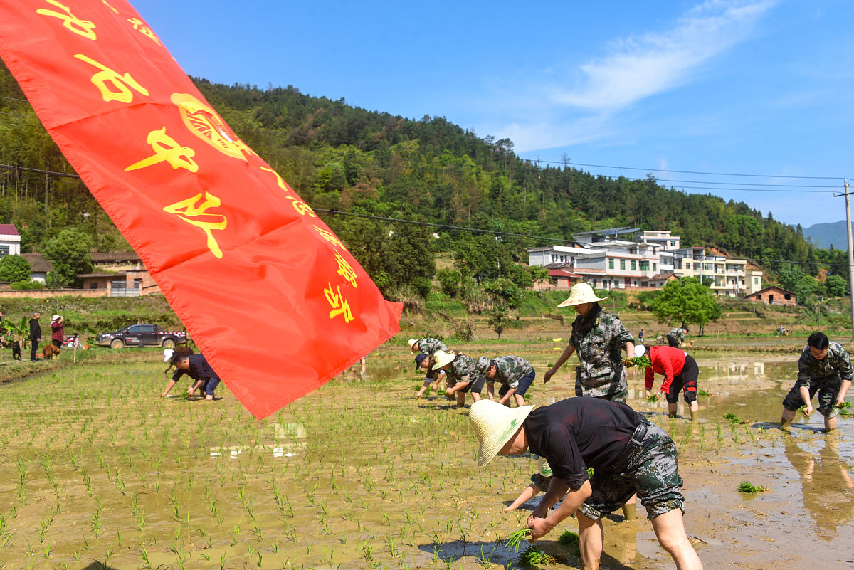 写一首七言绝句展现在扑灭缙云山山火时青年大学生的团结奋斗和报国情怀