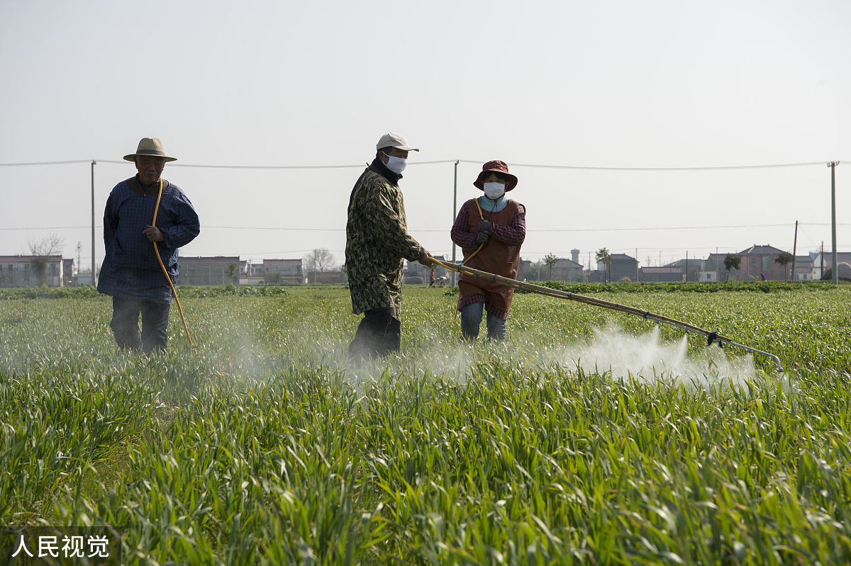 西安长安区小麦虫害防治：科学选择农药方法