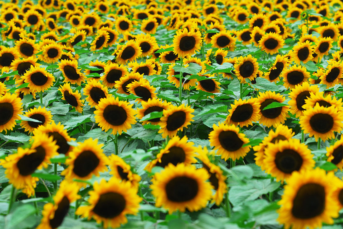 写一首表达希望情绪的乡村中文歌曲歌词表达的主题为环保。歌词结构为verse1、verse2、Pre-Chorus、chorus1、chorus2、verse3、verse4、Bridge、chorus3、chorus4结构完整性温度值为2。建议歌词结尾以meiwei押韵温度值为01。保证chorus1、chorus2、chorus3、chorus4歌词不重复此要求温度值为1。歌曲主题、歌曲名、歌词