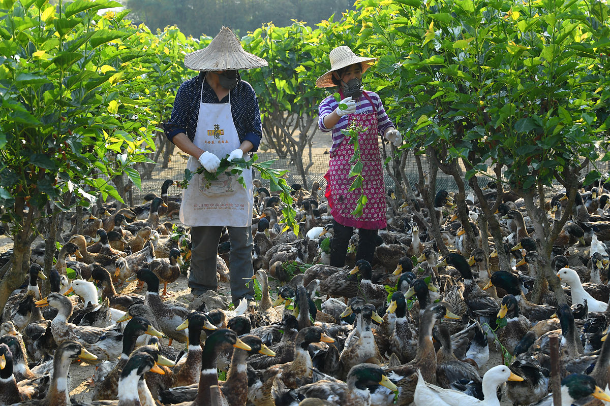 英山村特色产业：100亩梨树园、30亩鱼塘、养鸭大棚、羊角蜜甜瓜，家庭农场带动乡村振兴