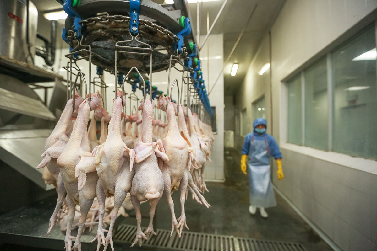 肉鸡新城疫的检疫要点