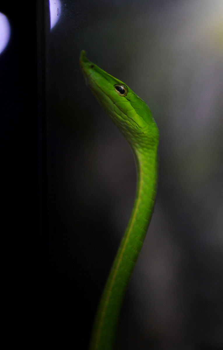 ORIENTAL INSECTS - 东方地区昆虫学研究的领先期刊