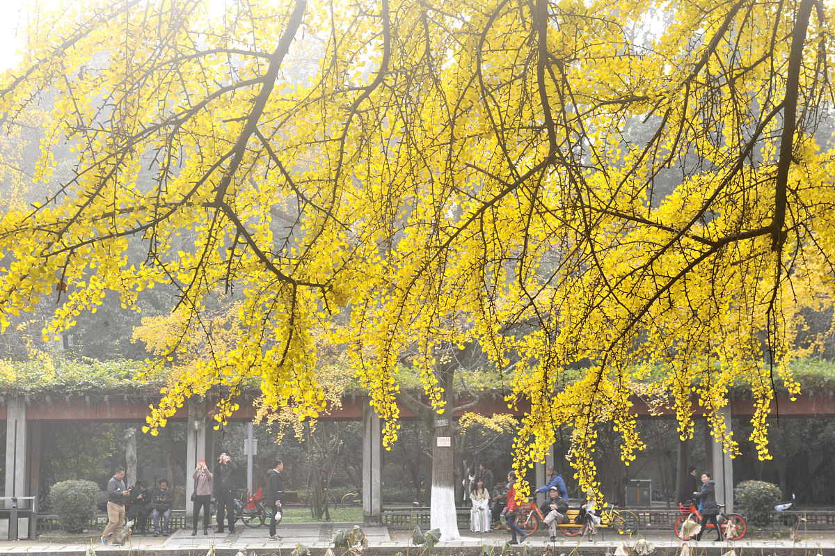 成都护理学校2023年招生简章及专业选择指南