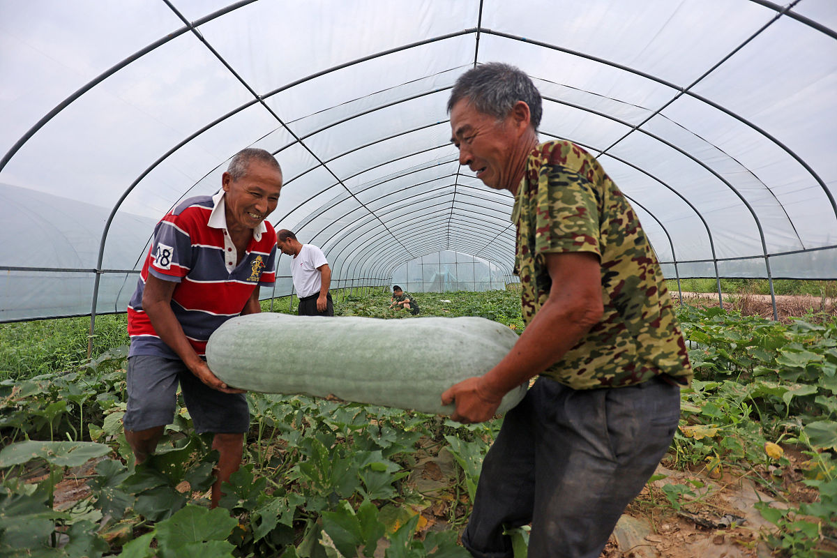 发展壮大村级集体经济规划：提升农业、乡村旅游、电商和合作社