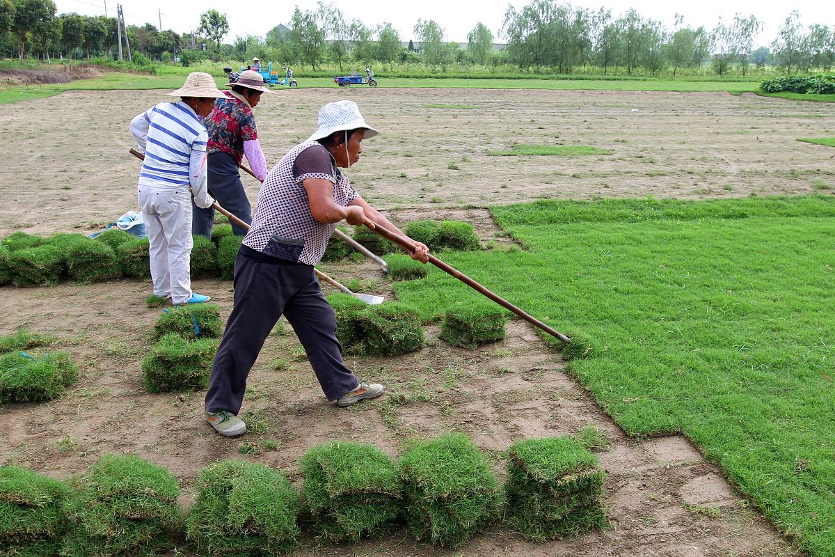 除草剂 - 告别杂草，拥有美丽花园