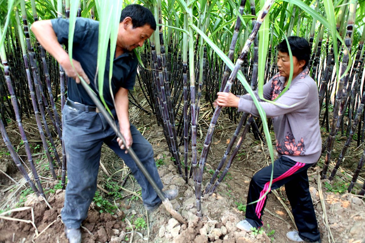 李洛克是怎么恢复的