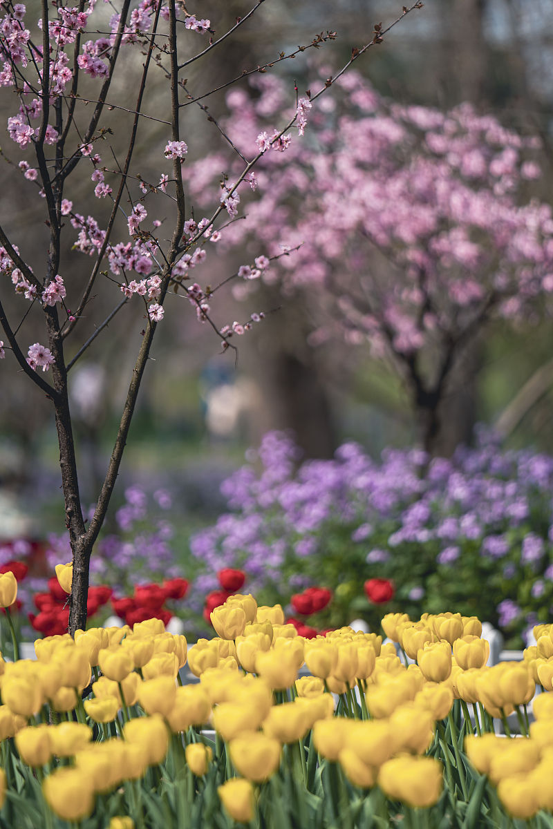 春意盎然，花香满溢：感受春天花香四溢的魅力