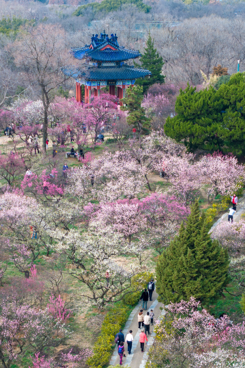 上春山见南京# 梅花山位于南京钟山风景区南部边缘,山顶的梅花没