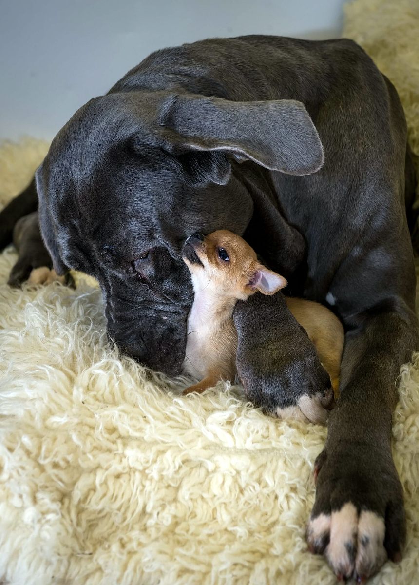 小学数学：和倍问题与差倍问题练习题（附答案）