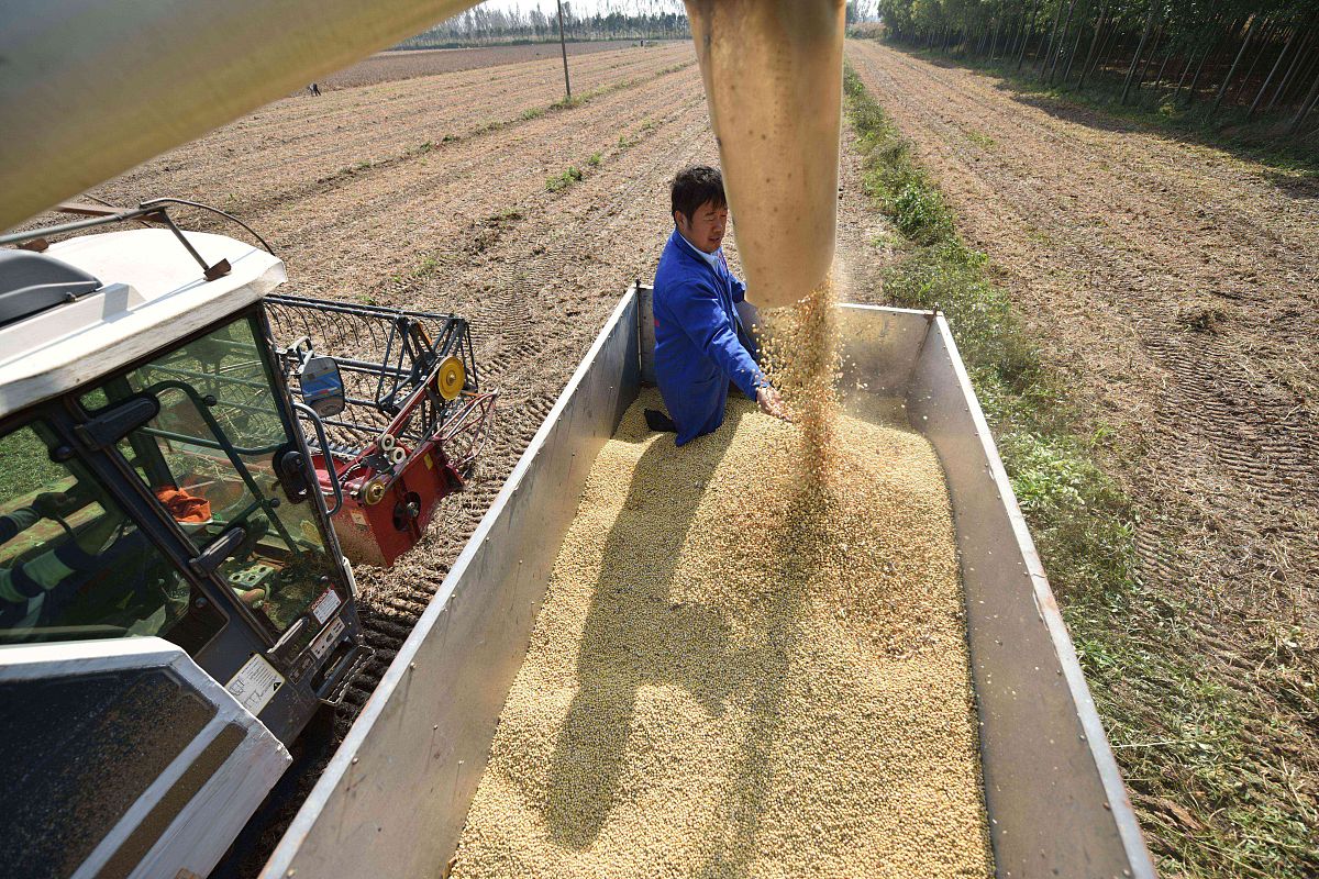 大豆生产情况考察：明日前往工厂了解最新进展