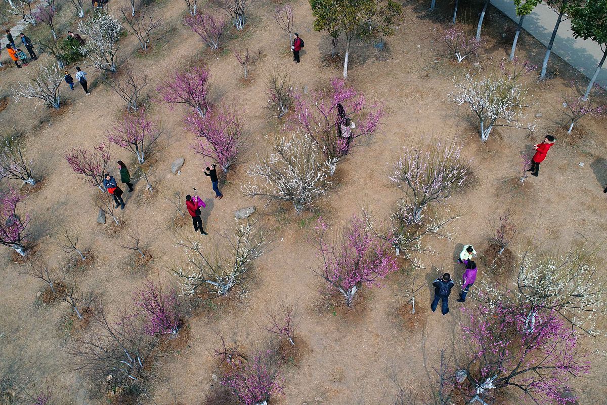 鸡你太美是什么梗