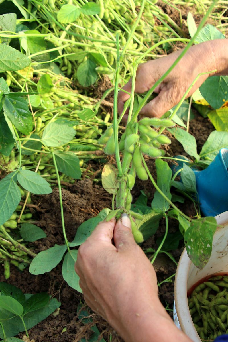 绿豆大概多长时间的生长周期？