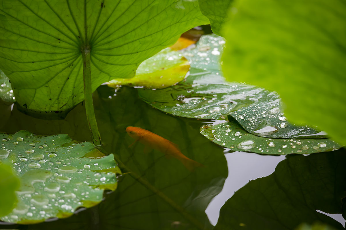 吉首大学医学院二零二零2022年招生简章