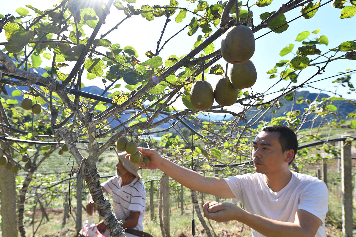 你现在要写论文《齐峰果业公司眉县猕猴桃产品营销策略优化研究》对第6章 基于4P的A果业企业网络营销策略优化对策中对其63鲜果类与深加工产品组合项目进行对策写作可以适当植入案例描写保证内容的合理性不要乱写：