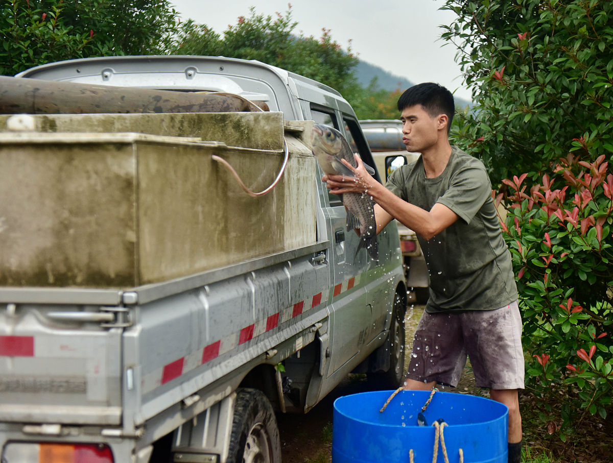 草鱼的市场价格是多少