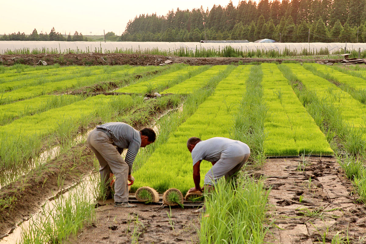 家乡民俗民风实践调研劳动感悟500字