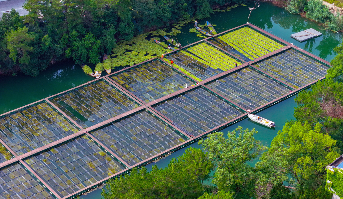 人工湿地污水处理技术：原理、应用和优势