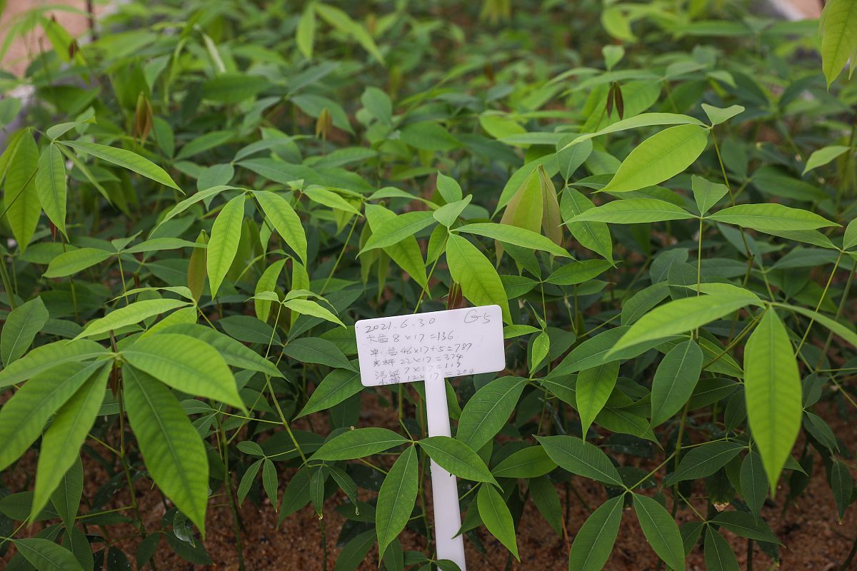 优化海南儋州中小企业发展环境的五大主题活动