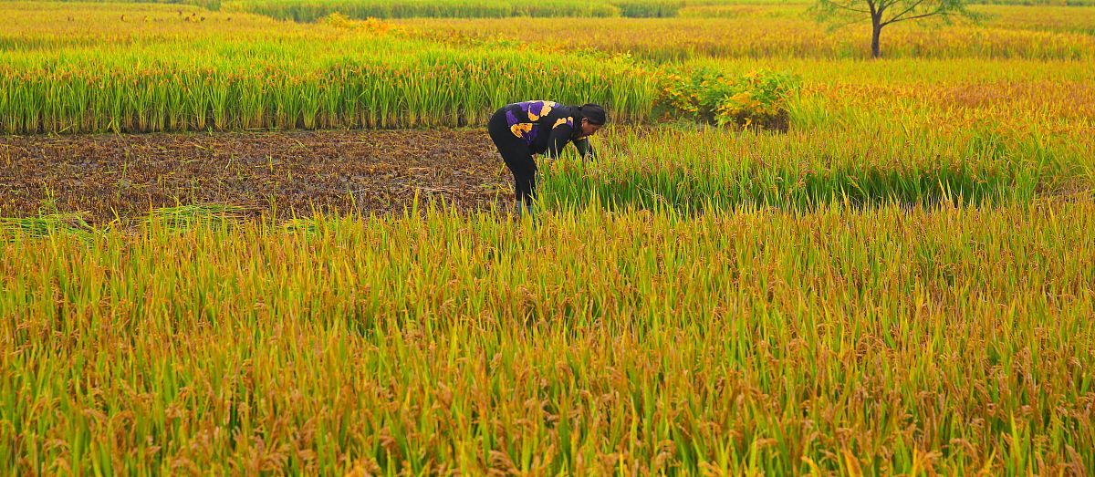 《喜看稻菽千重浪》受众群体