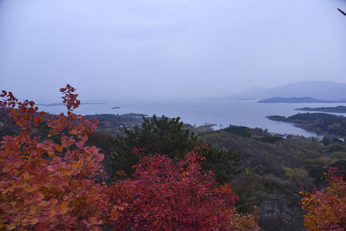 2019年11月2日,北京秋雨落落洒洒,密云水库地域黄栌红叶红似火,满山层