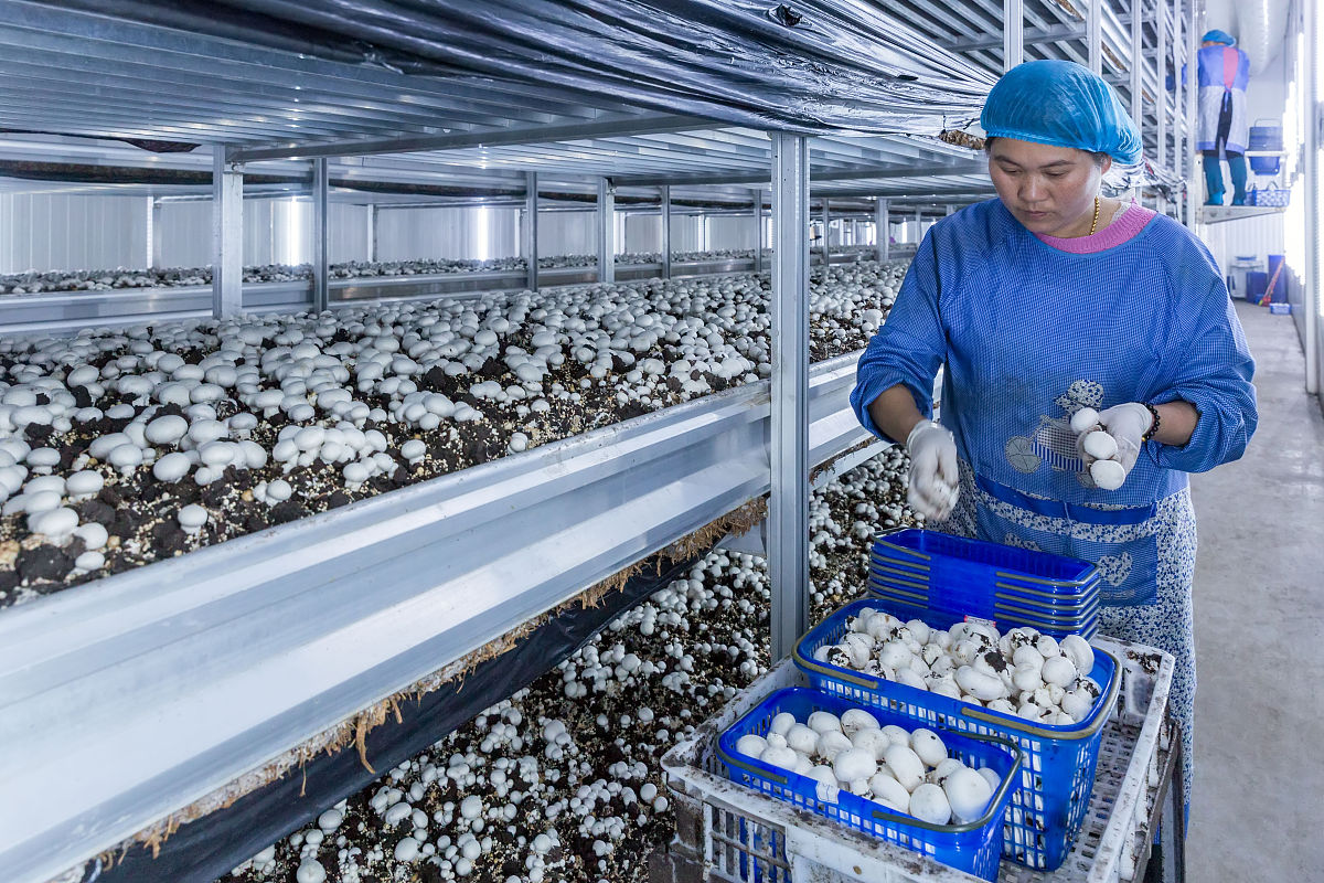 香菇储存温度影响因素：最佳保鲜指南