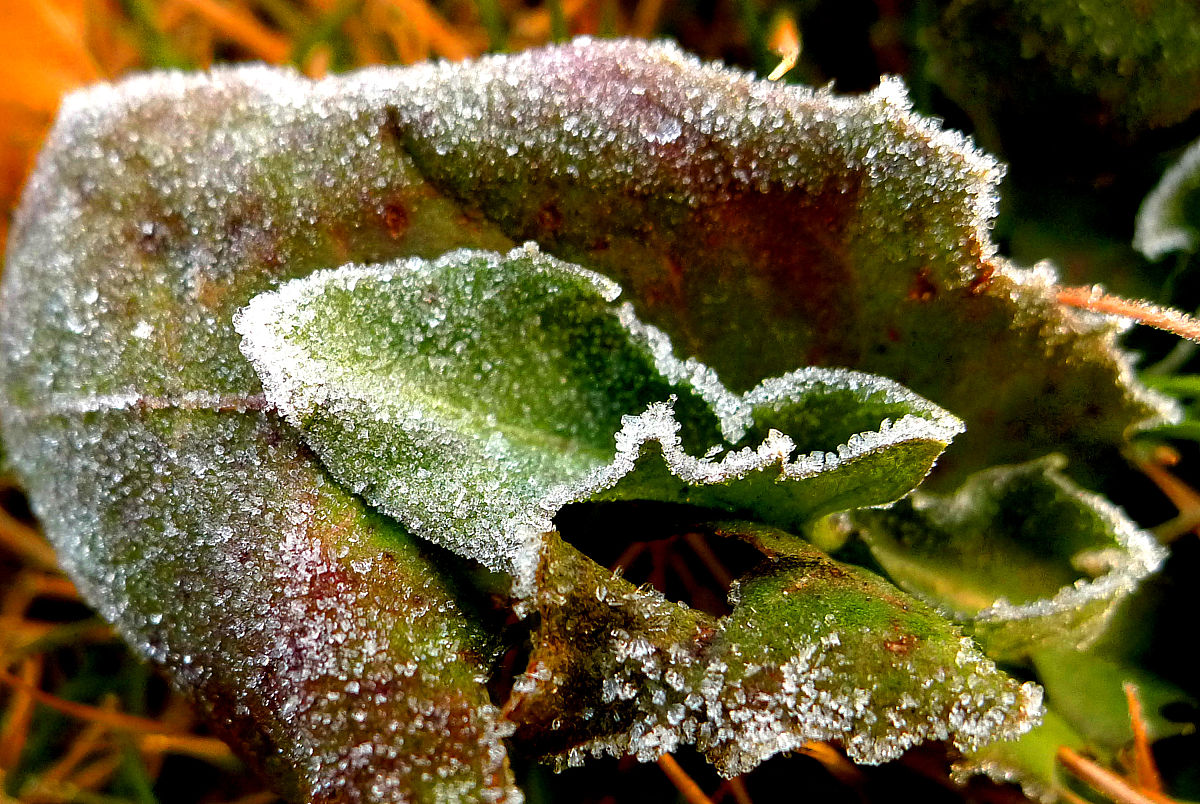 植物霜冻风险：5°C 以上气温和低霜冻概率之间的联系