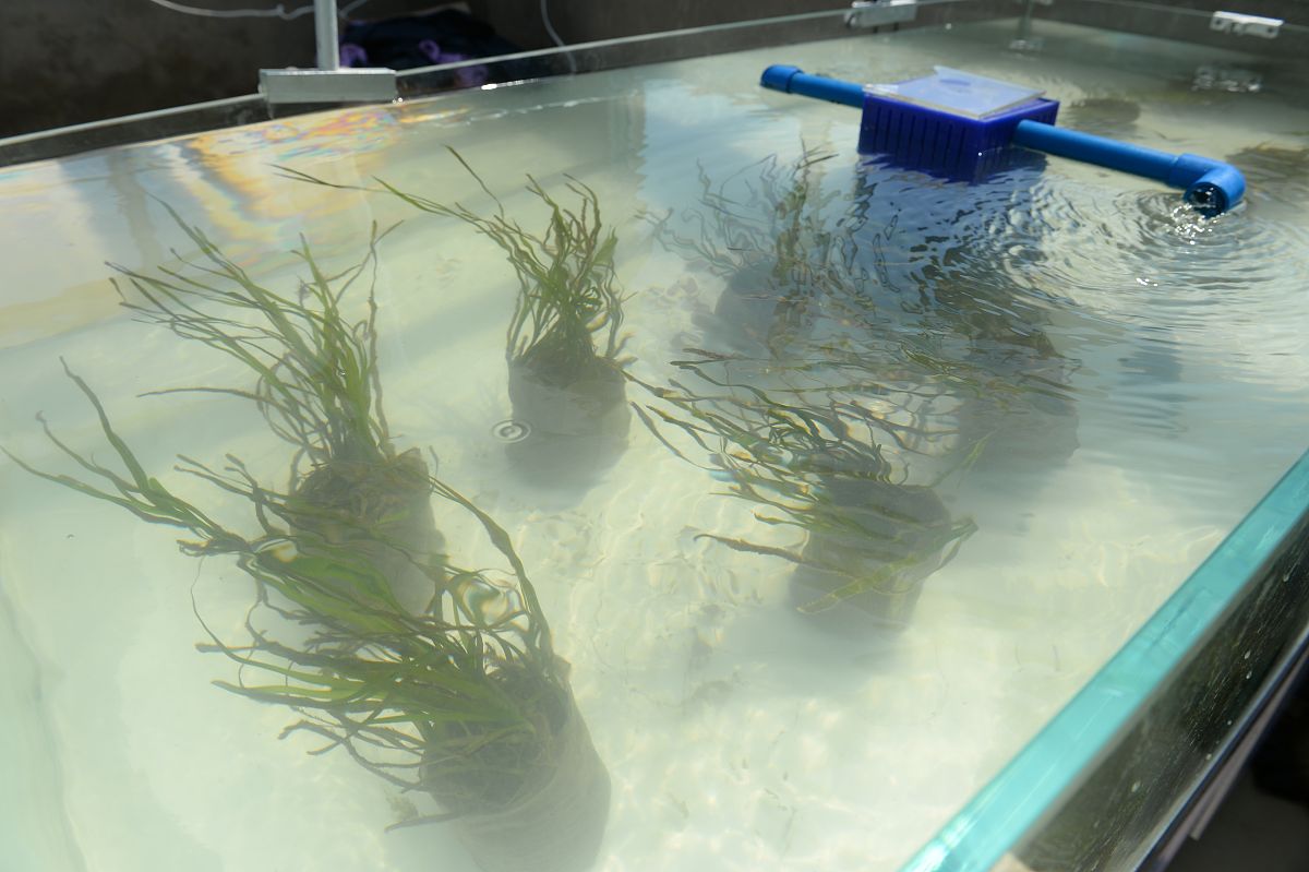 水族科学与技术专业：学习内容与主要课程