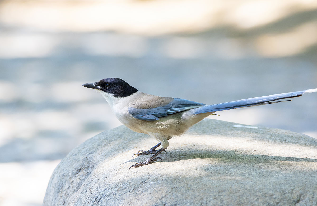 你现在扮演语文老师，解析这道题：“树和喜鹊”的平舌音汉字有哪些？
