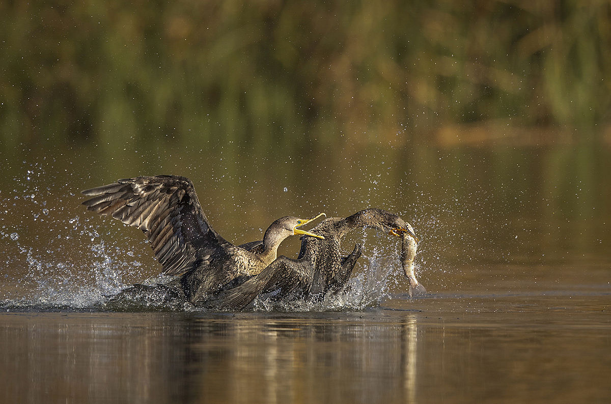 自己建的群不小心删除了怎么找回来