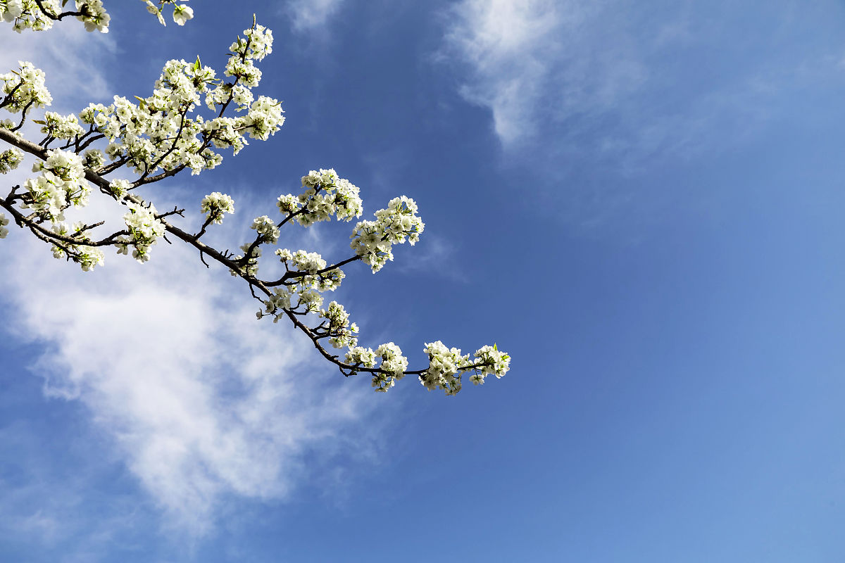 2021年3月20日,四川阿坝,金川县梨花节.(如若下载使用,请务必署名:曾