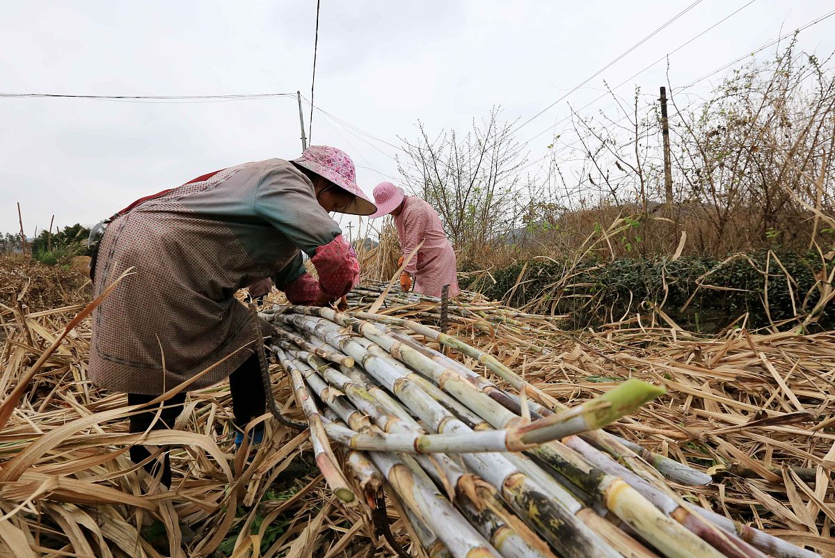 甘蔗种植全攻略：现状、播种、管理和收获