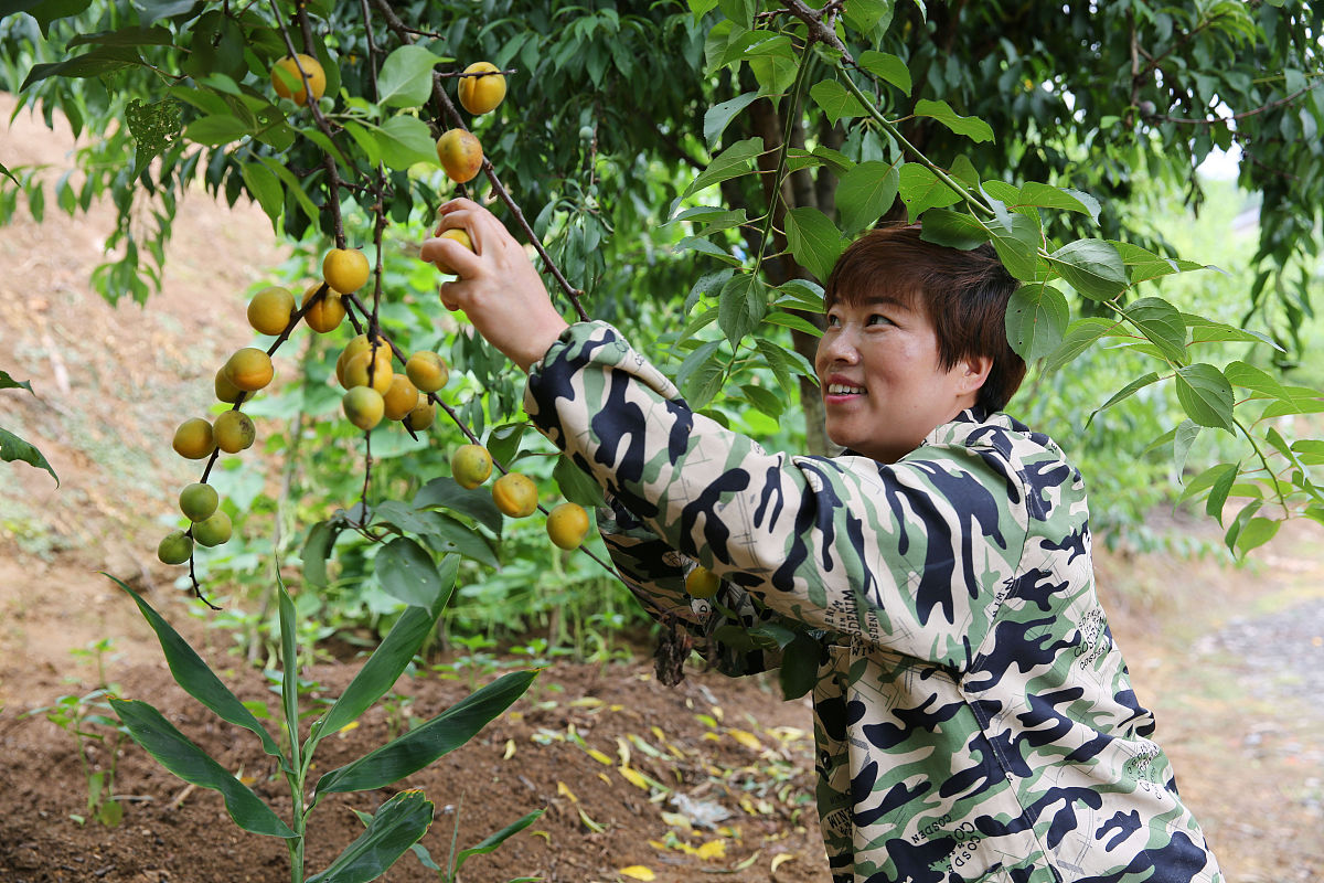 仁秀琳说:"这是我们本地的老品种杏子,不是很<strong>好看</strong>,但味道确实不错.