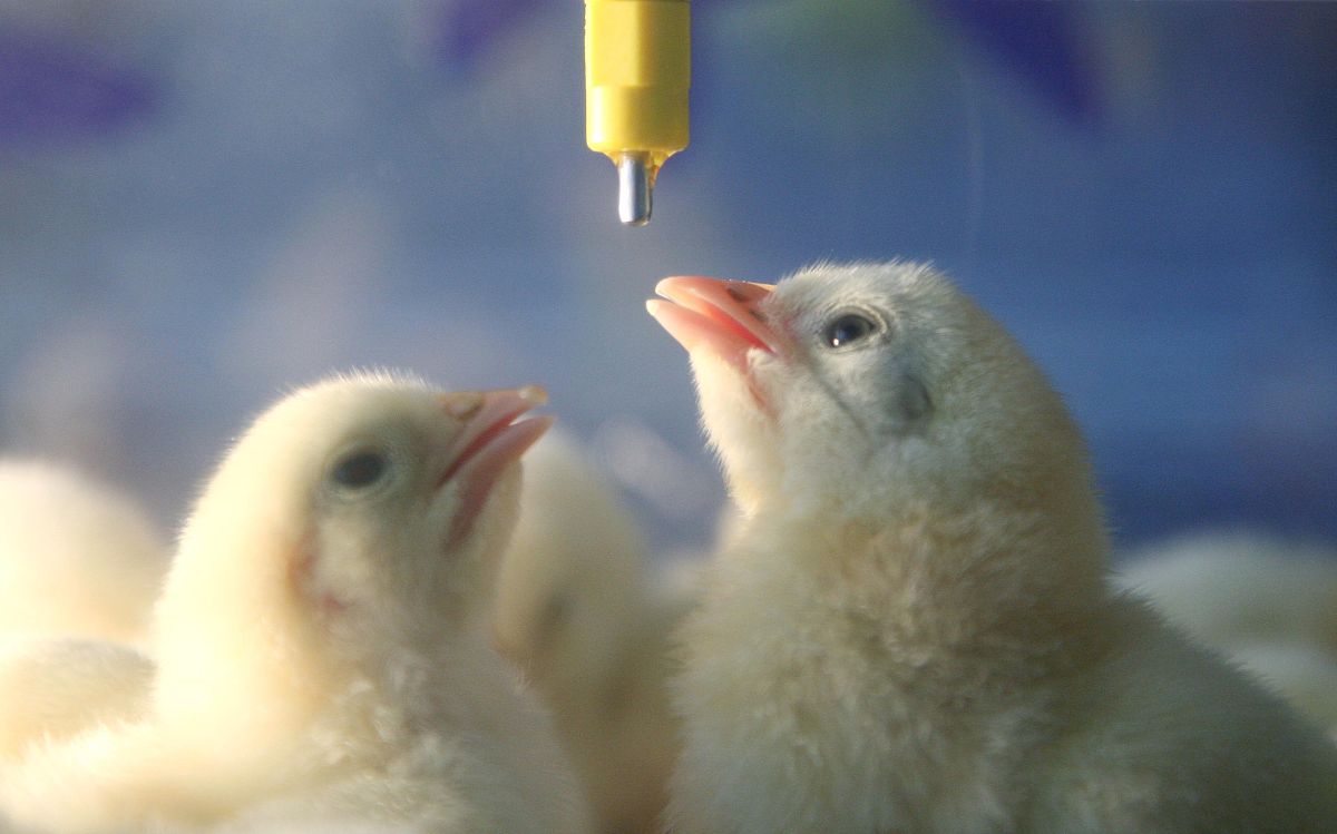 贵州畜牧兽医学校畜牧兽医专业2022年招生