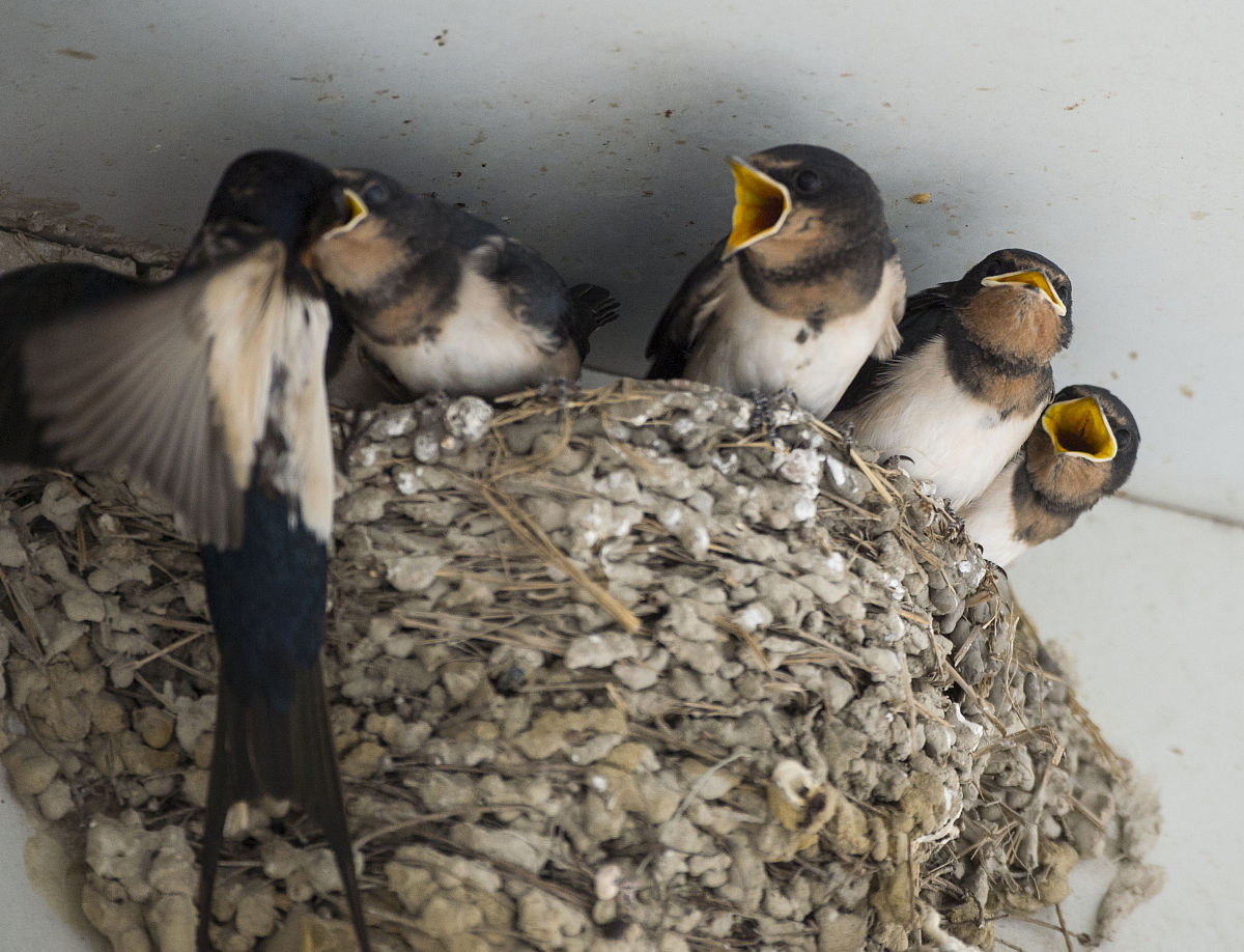 燕子幼鸟长大飞走，成年鸟为何留守？