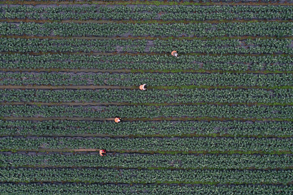 2023年乡镇干部乡村振兴调研报告：现状、问题与建议