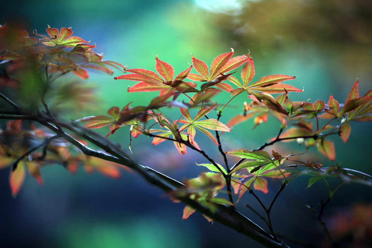 每年节气日期表