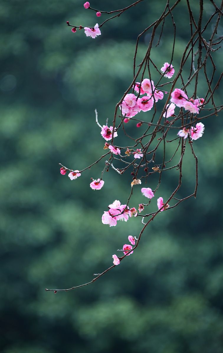 一个男的对女的说花开堪折直须折莫待无花空折枝女的该怎么回