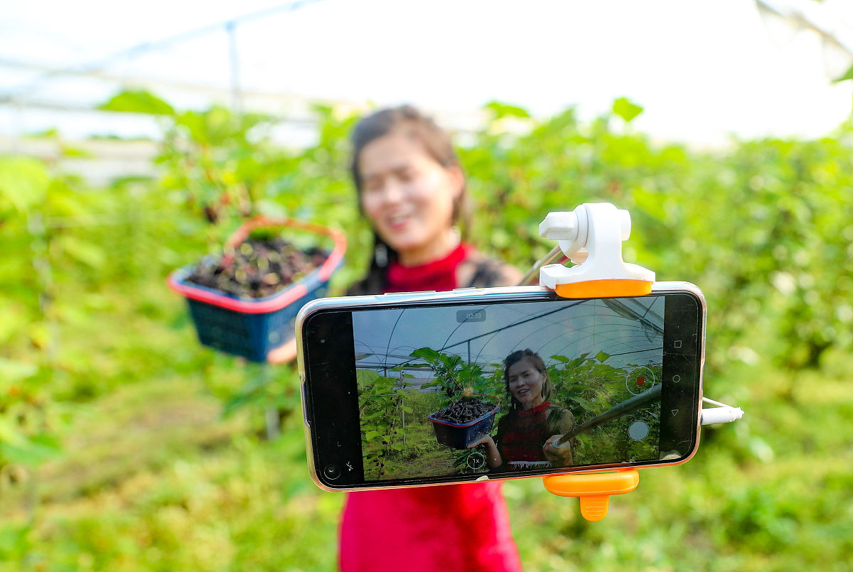 桑葚水分含量标准：中国药典2020版规定