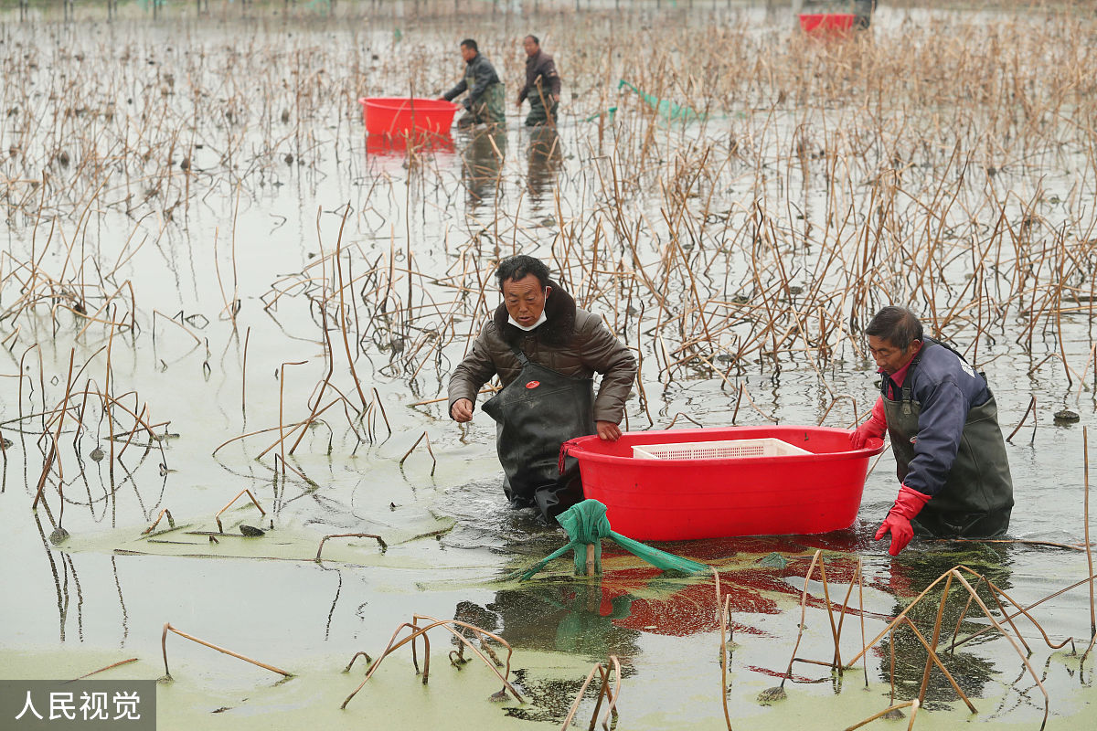养虾一亩一年一般赚多少