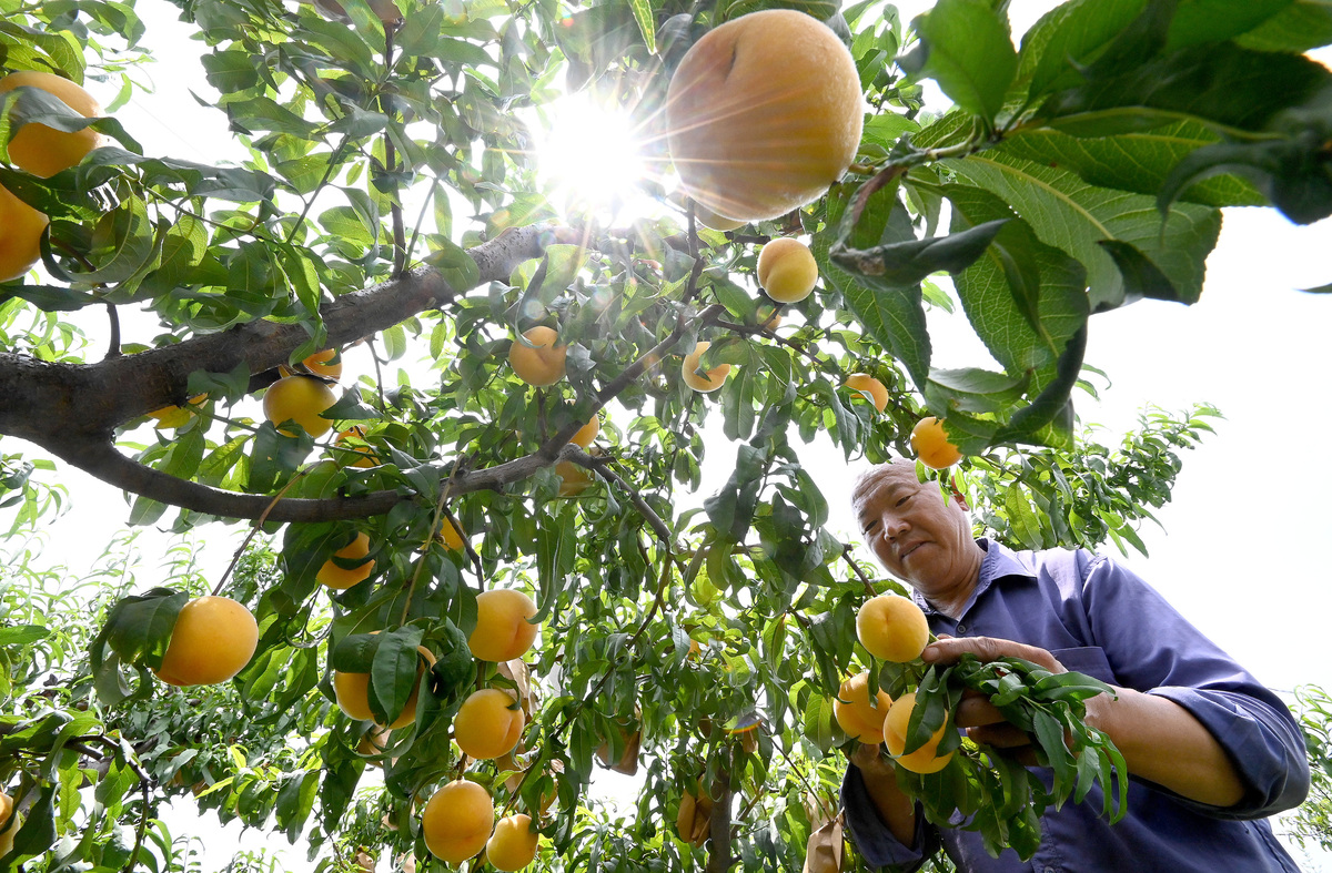 400字关于制作在乡村采摘黄桃制作黄桃罐头的新闻稿