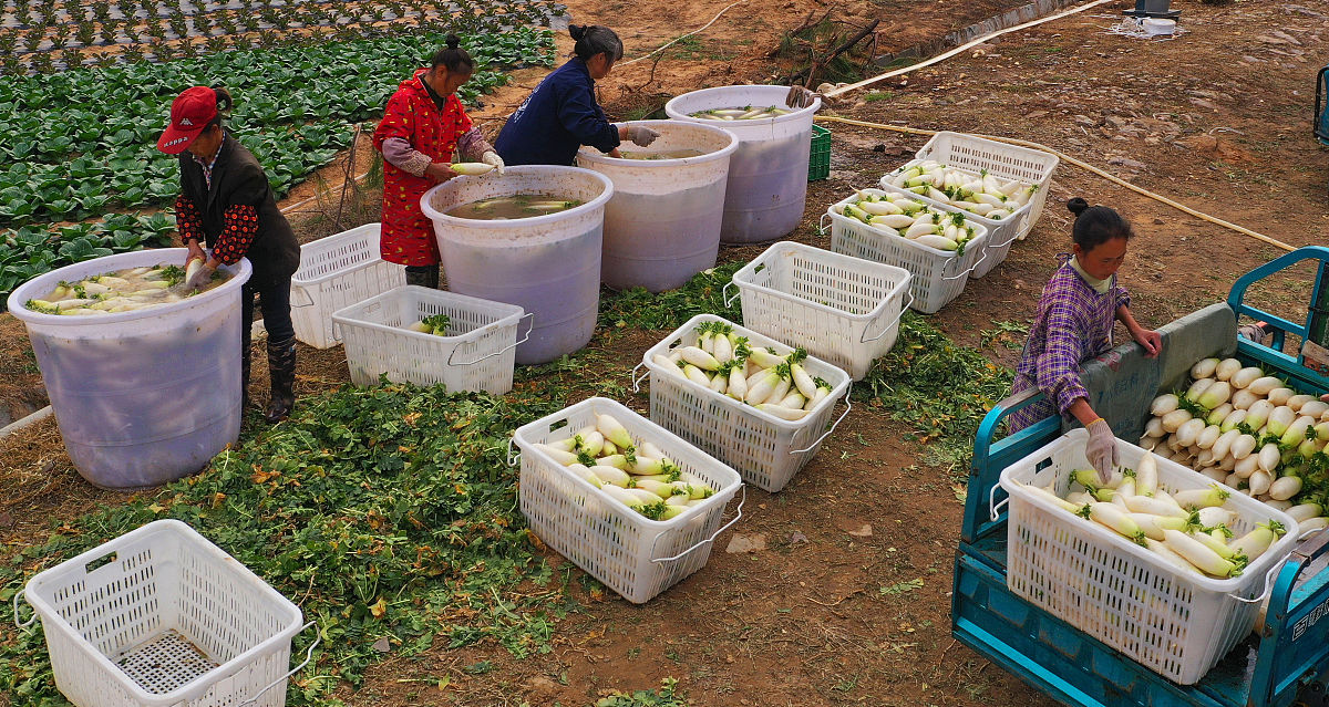 买的假菜苗造成损失去哪投诉育苗场卖家不承认应该去哪单位投诉处理帮我用200字详细描述
